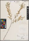 Foto von Salix capusii Franch.